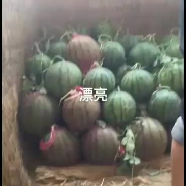 西瓜滑县暖棚西瓜4月15号大量上市