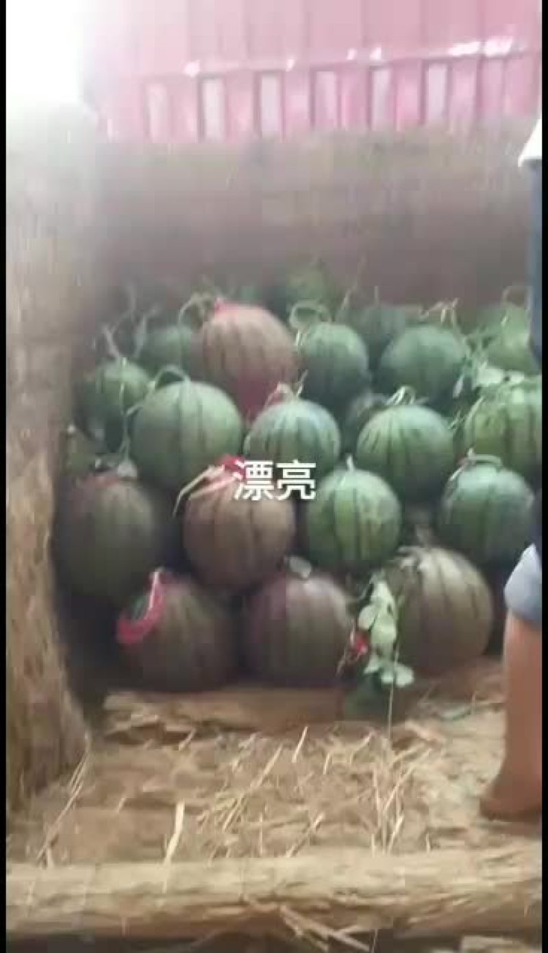 西瓜滑县暖棚西瓜4月15号大量上市