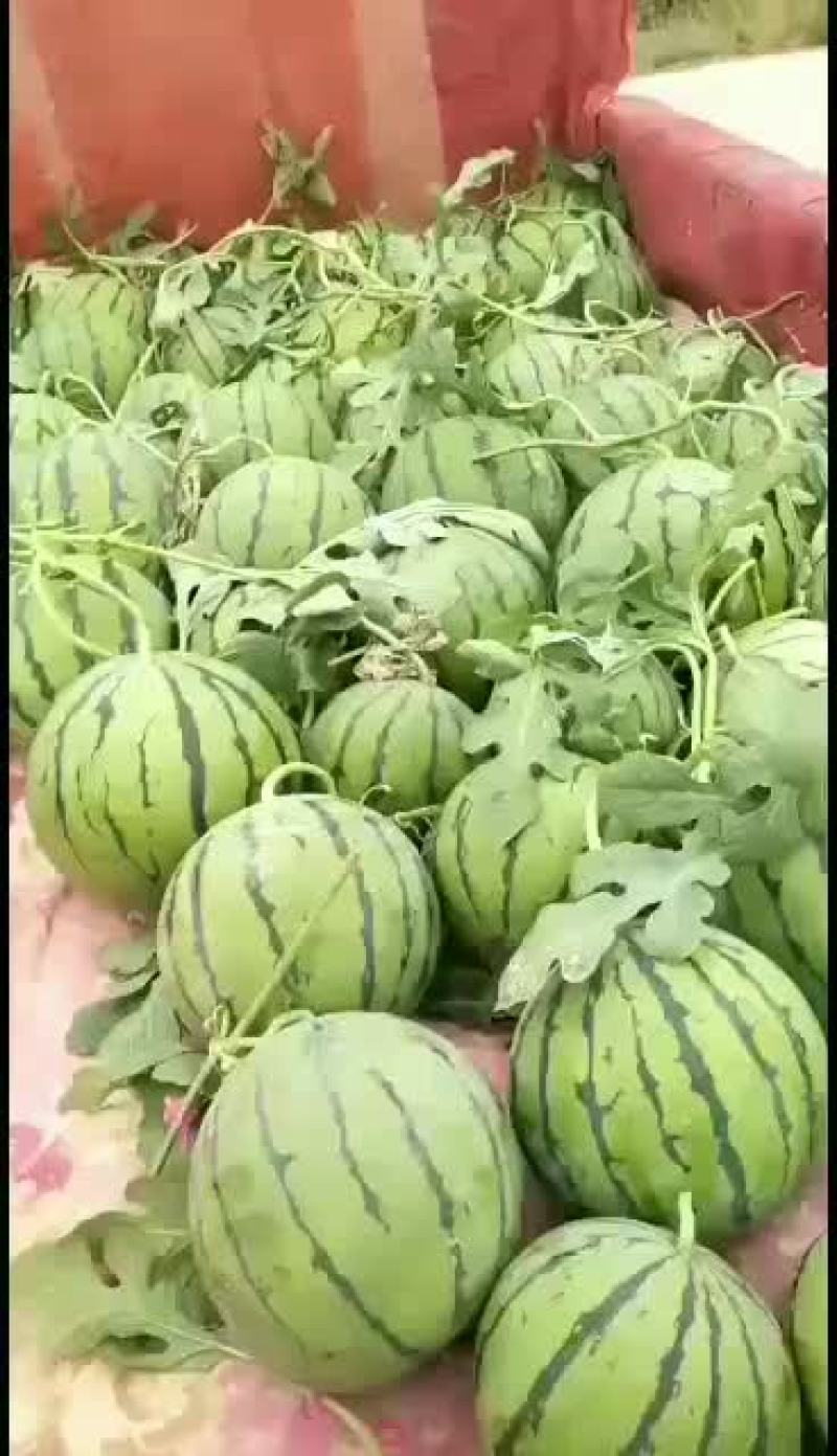 西瓜滑县暖棚西瓜4月15号大量上市