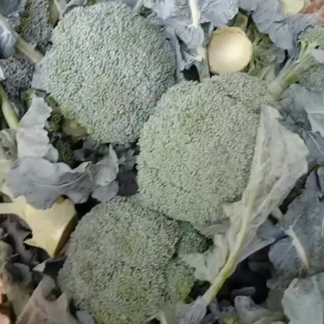 西南花。质量一等货希望合作愉快