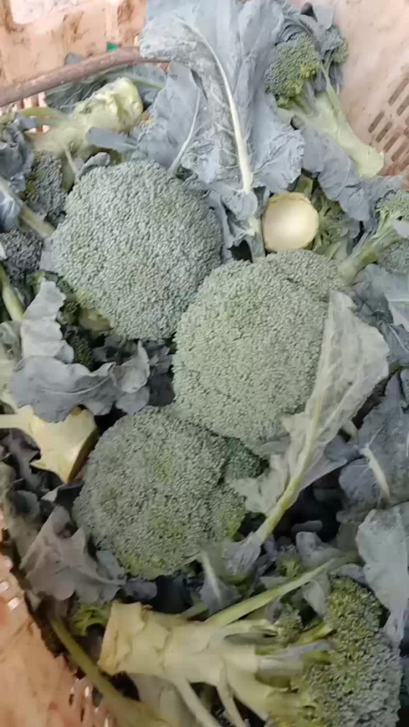 西南花。质量一等货希望合作愉快