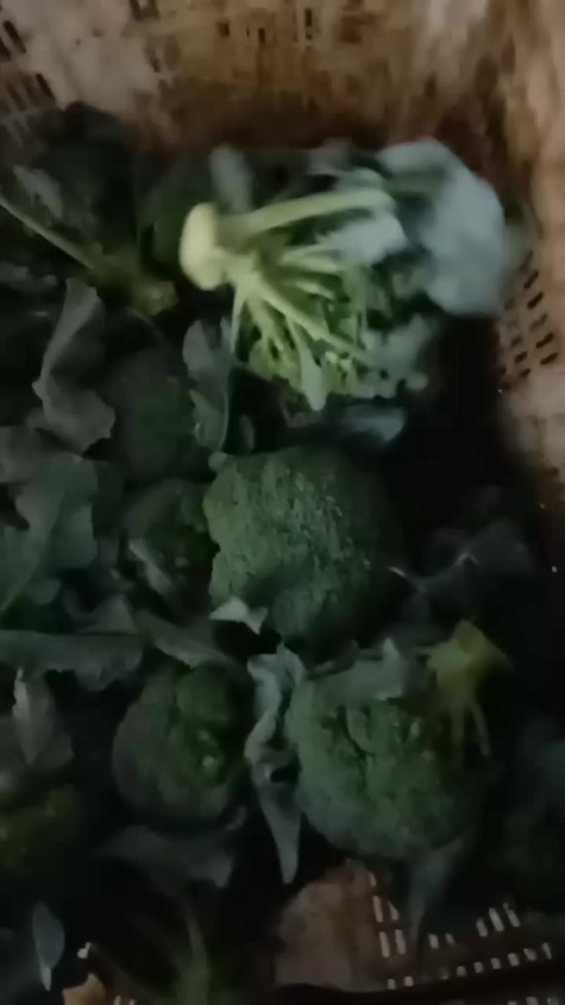 西南花。质量一等货希望合作愉快