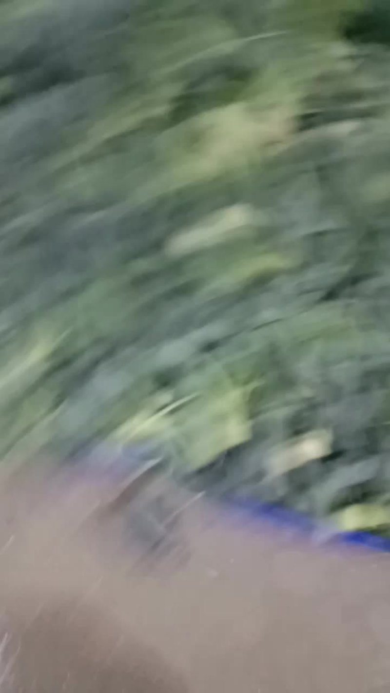 西南花。质量一等货希望合作愉快