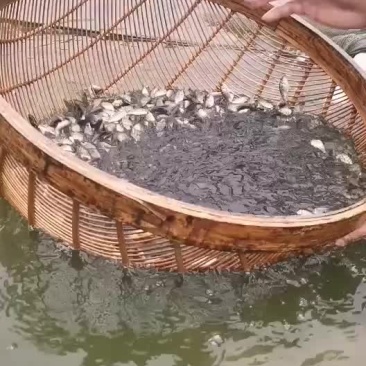 新花罗非鱼苗，3公分新花罗非