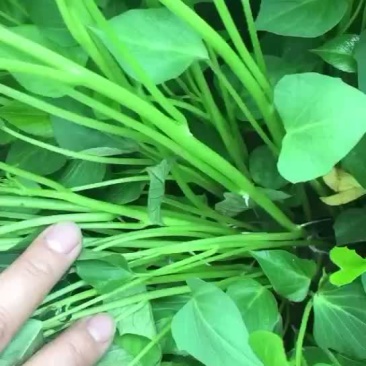 龙薯九红薯苗拔苗，保证成活率。4月2日可拔苗