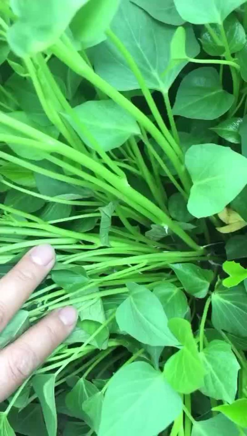 龙薯九红薯苗拔苗，保证成活率。4月2日可拔苗