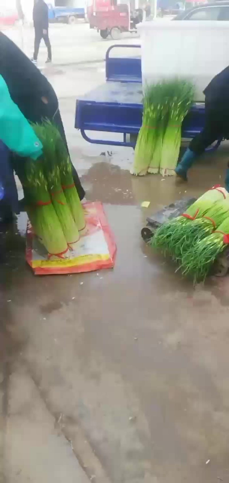 徐州丰县蒜苔大量上市