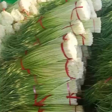 徐州丰县蒜苔大量上市