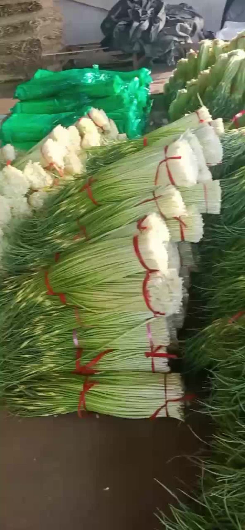 徐州丰县蒜苔大量上市