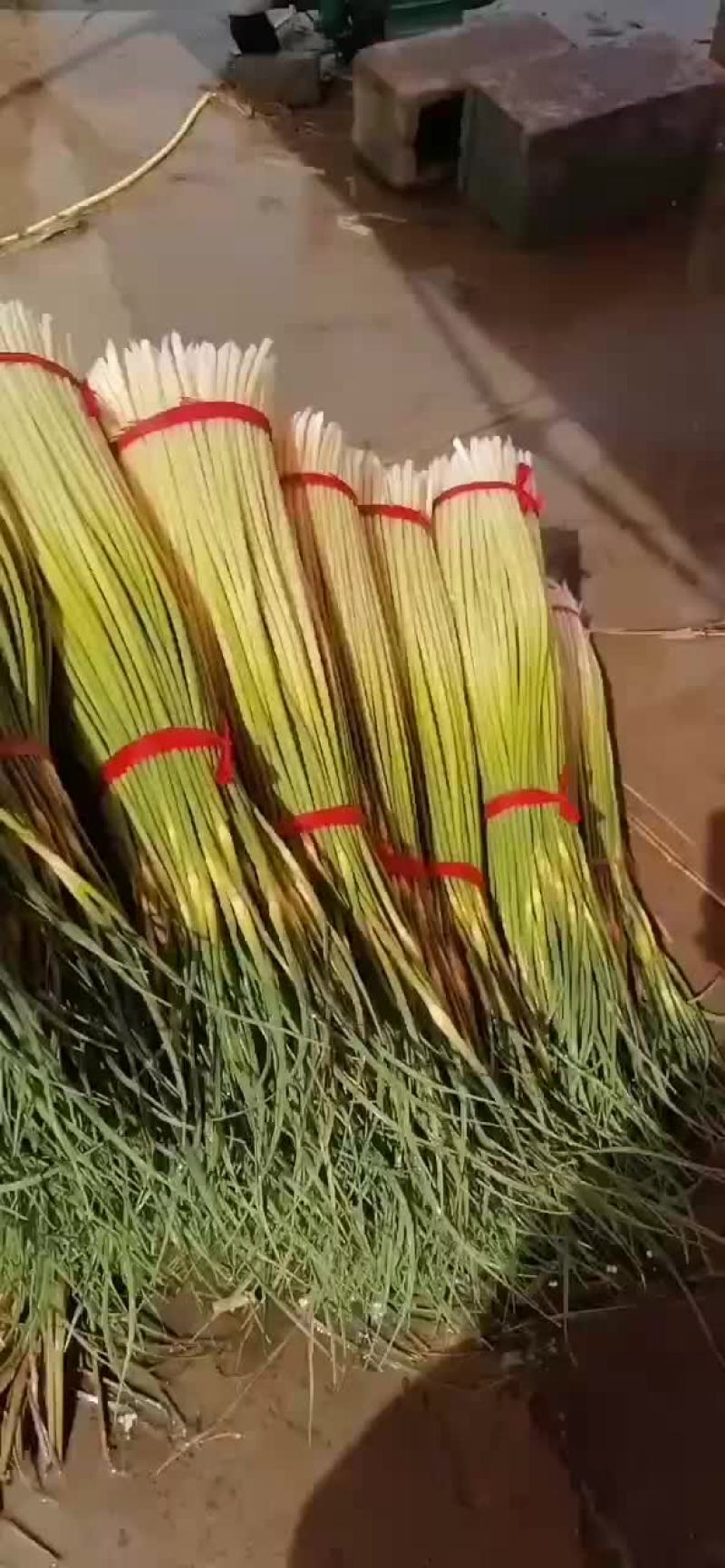 徐州丰县蒜苔大量上市