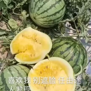 特小凤西瓜西双版纳热带雨林