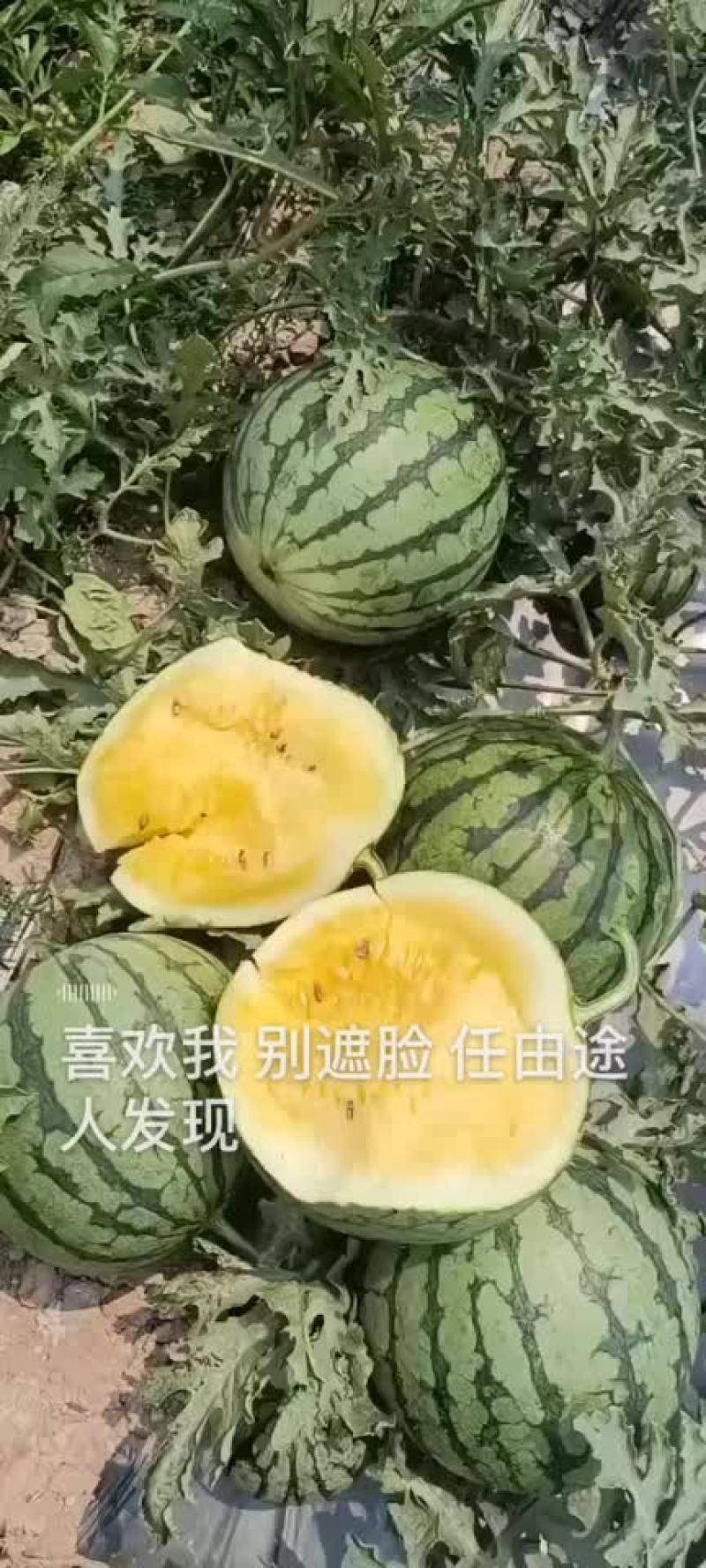 特小凤西瓜西双版纳热带雨林