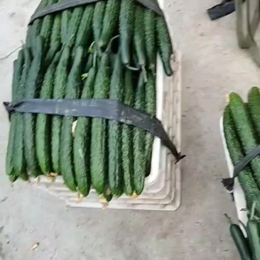 黄瓜大量上市，货源充足