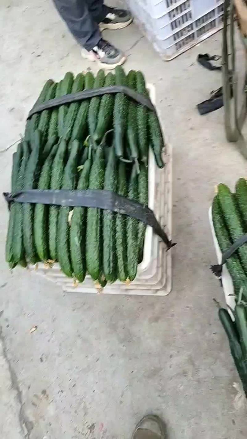 黄瓜大量上市，货源充足