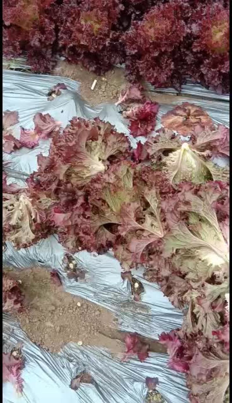 沈阳地产紫叶生菜(红叶生菜)