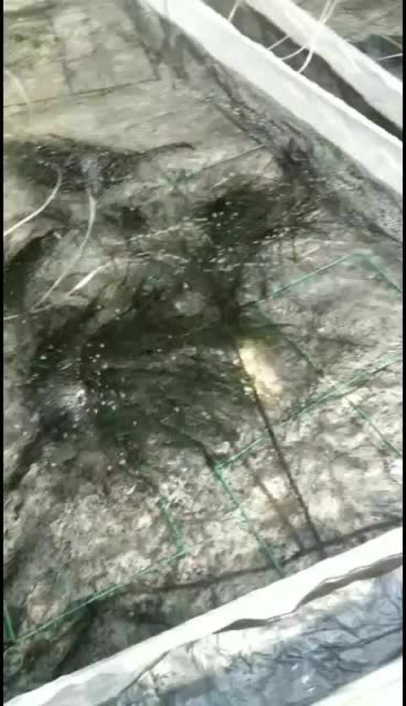 牛蛙苗，蝌蚪苗，青蛙苗
