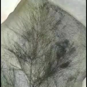 牛蛙苗，蝌蚪苗，青蛙苗