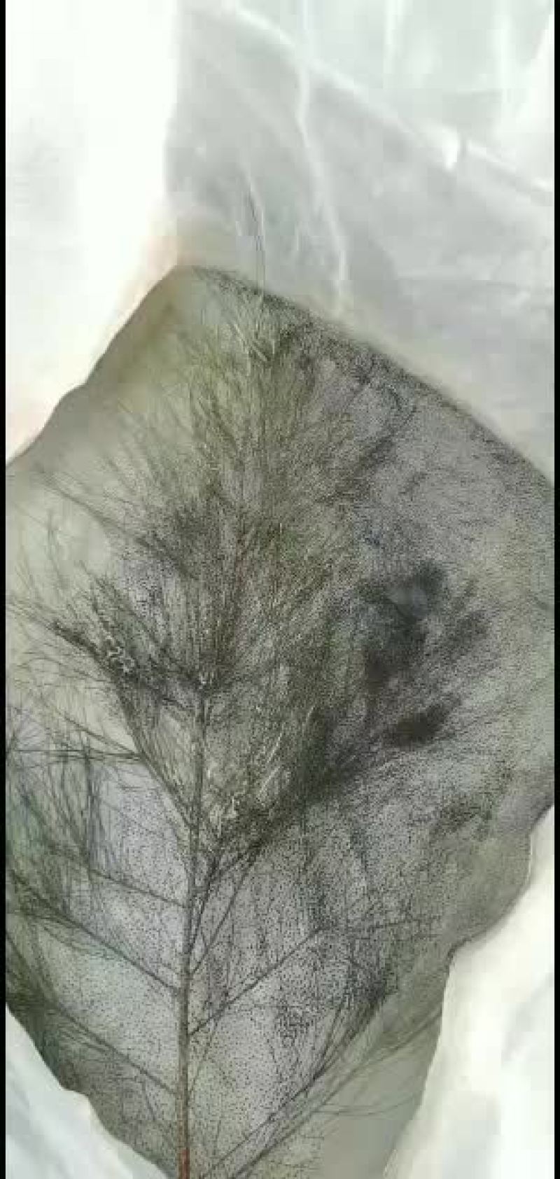 牛蛙苗，蝌蚪苗，青蛙苗