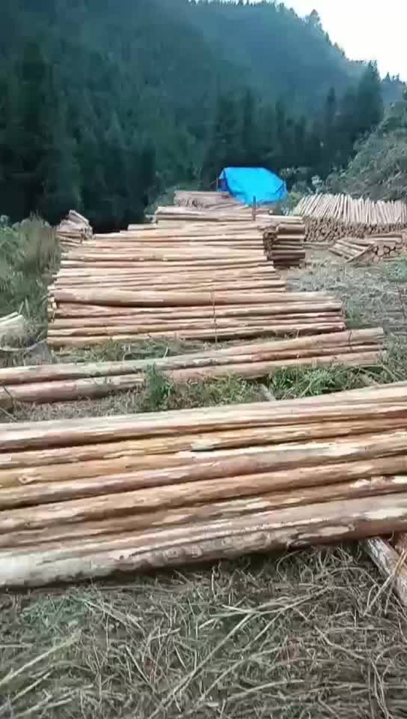 杉木大量出山训找有实力老板