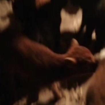 牛犊批发，长期批发，长期批发