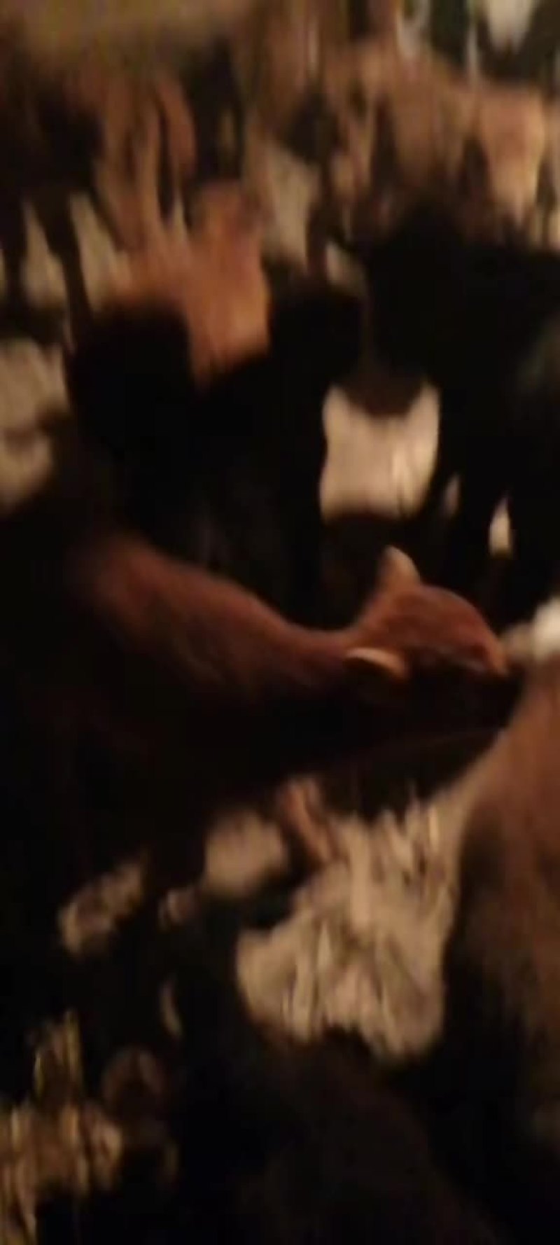牛犊批发，长期批发，长期批发