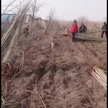 杨树苗本地一手货源量大