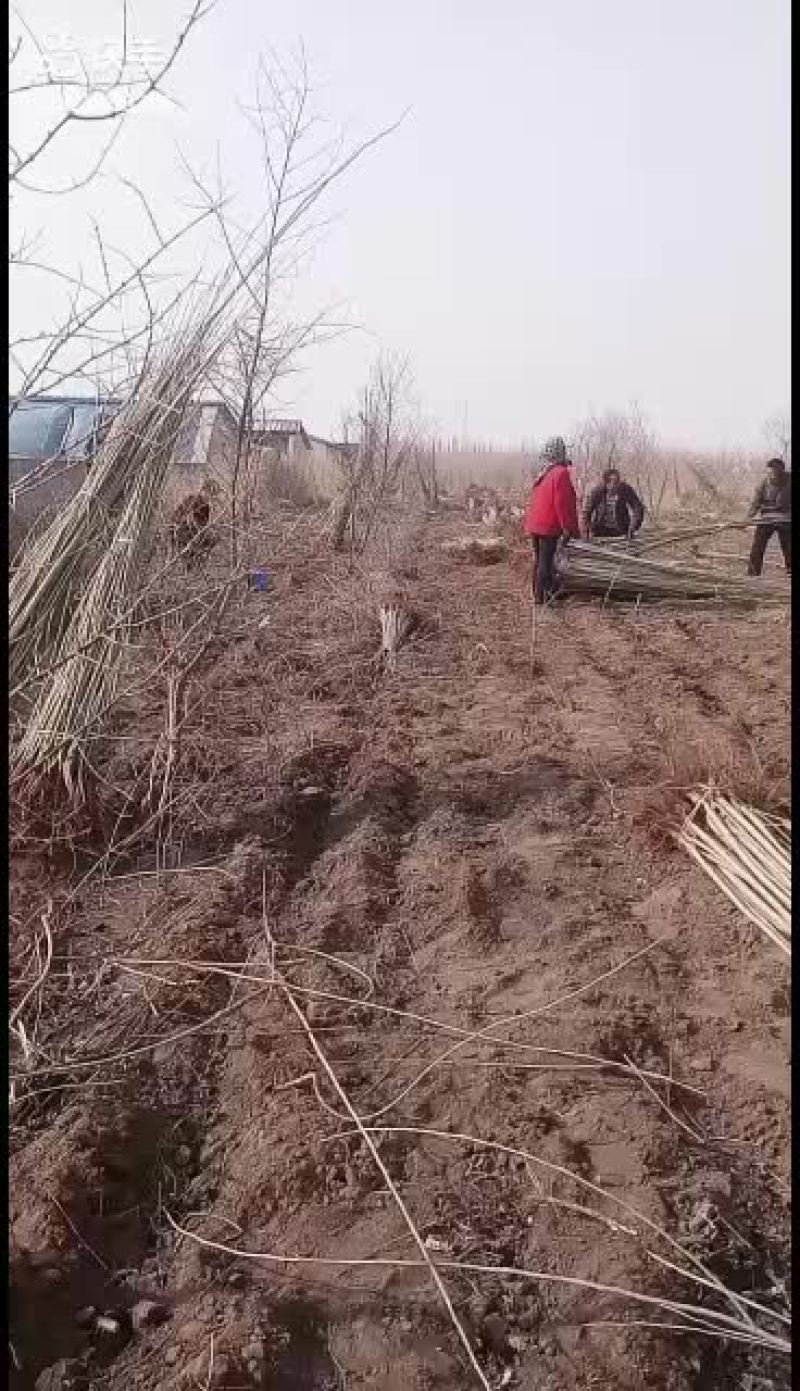 杨树苗本地一手货源量大