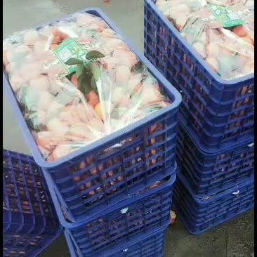 本店有一批广西沙糖桔待出售，欢迎新老朋友选购