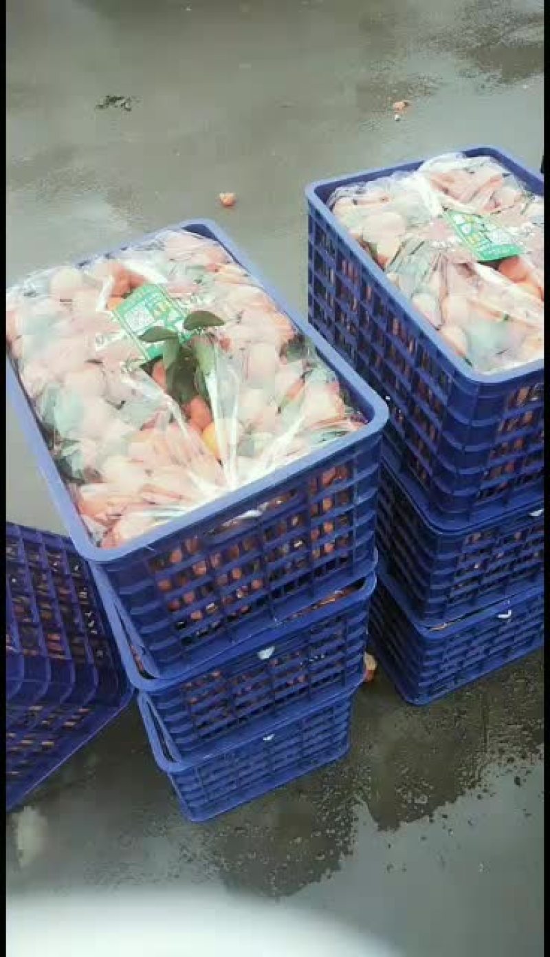 本店有一批广西沙糖桔待出售，欢迎新老朋友选购