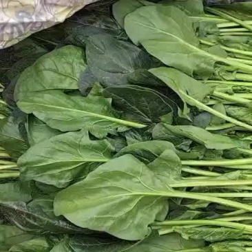 南大堡本地叶菜大量上市