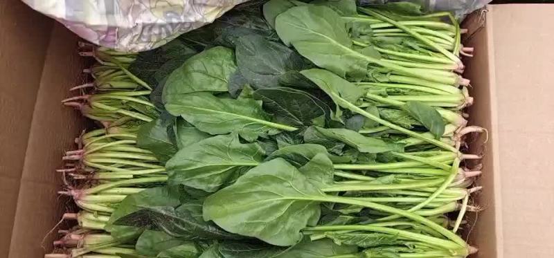 南大堡本地叶菜大量上市