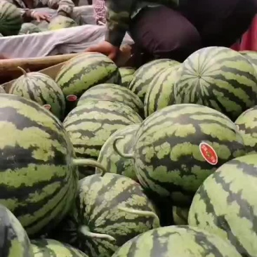 云南本地甜王大量上市产地直销价格美丽
