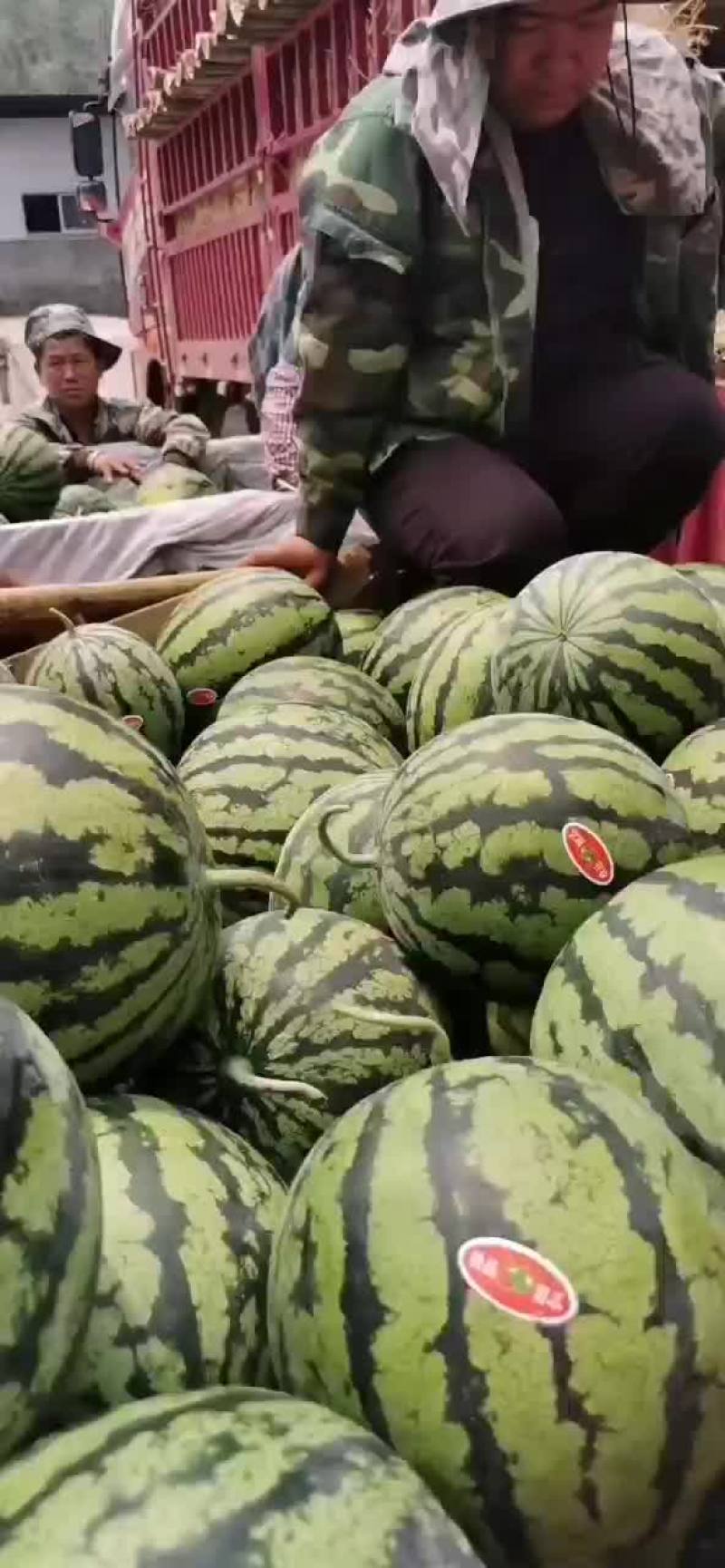 云南本地甜王大量上市产地直销价格美丽