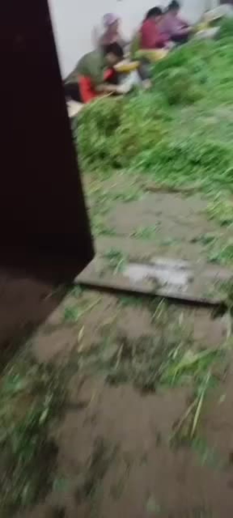 芦篙云南省曲靖市沿江龚家坝