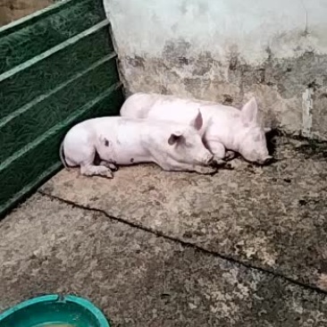 供应苏太，二元，太湖等各品种母猪，种猪，仔猪