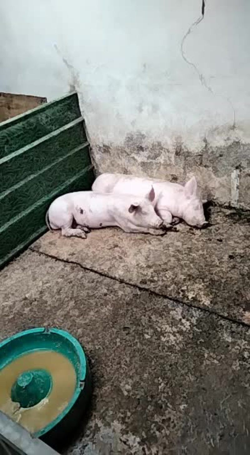 供应苏太，二元，太湖等各品种母猪，种猪，仔猪
