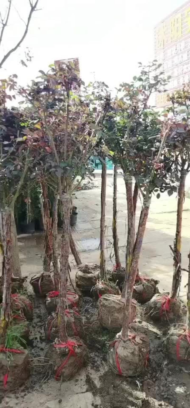 月季供应珂宇园林绿化苗木中