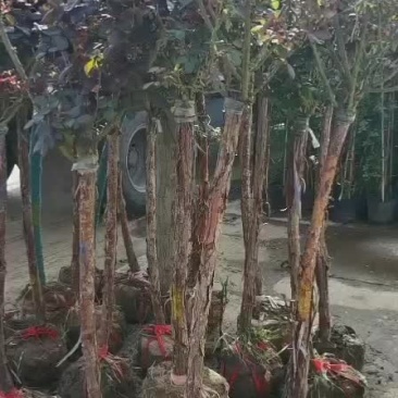 月季供应珂宇园林绿化苗木中