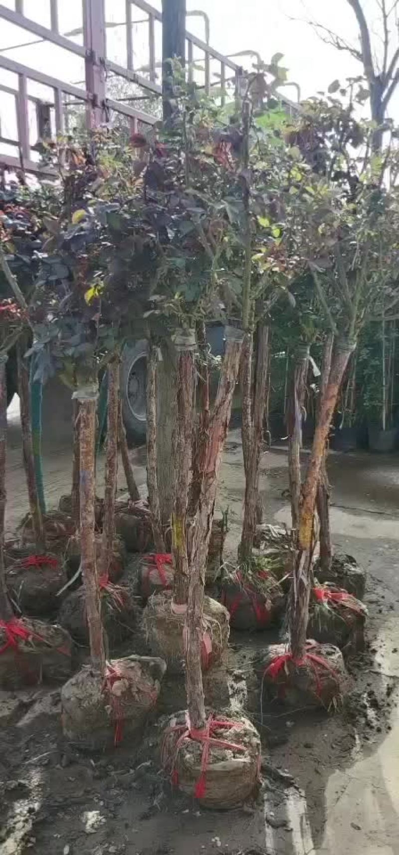 月季供应珂宇园林绿化苗木中