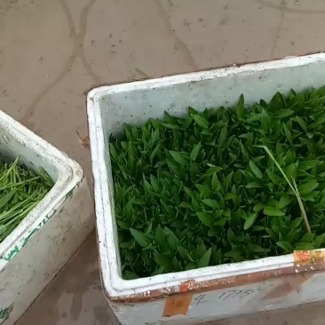 空心菜苗，空心菜商品菜。