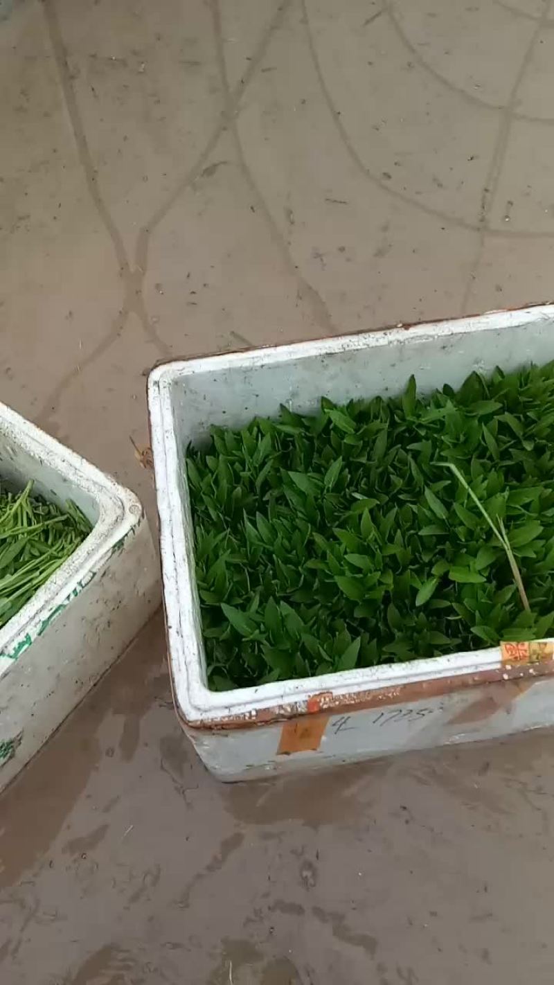 空心菜苗，空心菜商品菜。