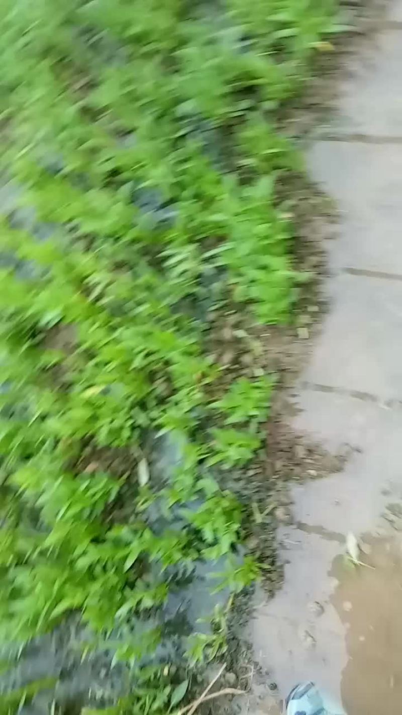 空心菜苗，空心菜商品菜。
