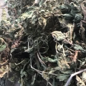 中药全草类荔枝草童子苗干货