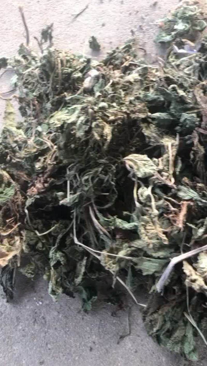 中药全草类荔枝草童子苗干货