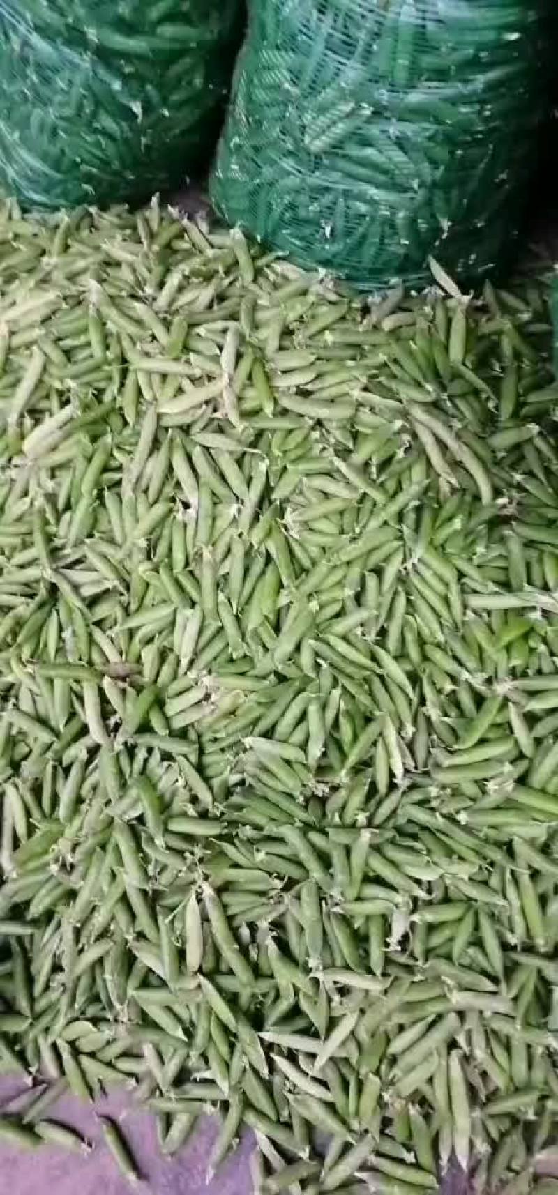 简阳市养马镇青碗豆大白胡豆