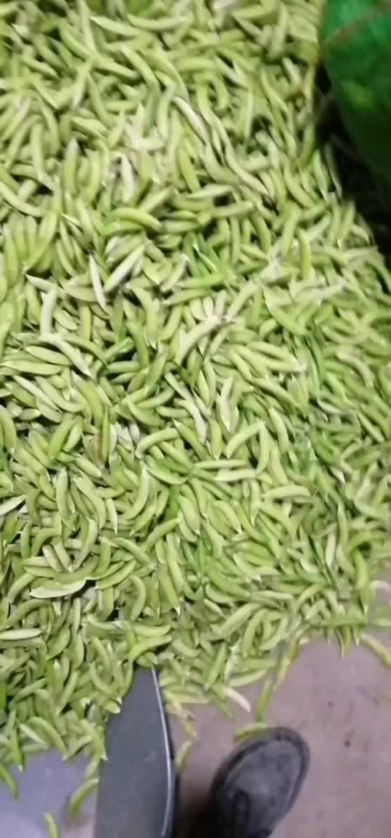 简阳市养马镇青碗豆大白胡豆