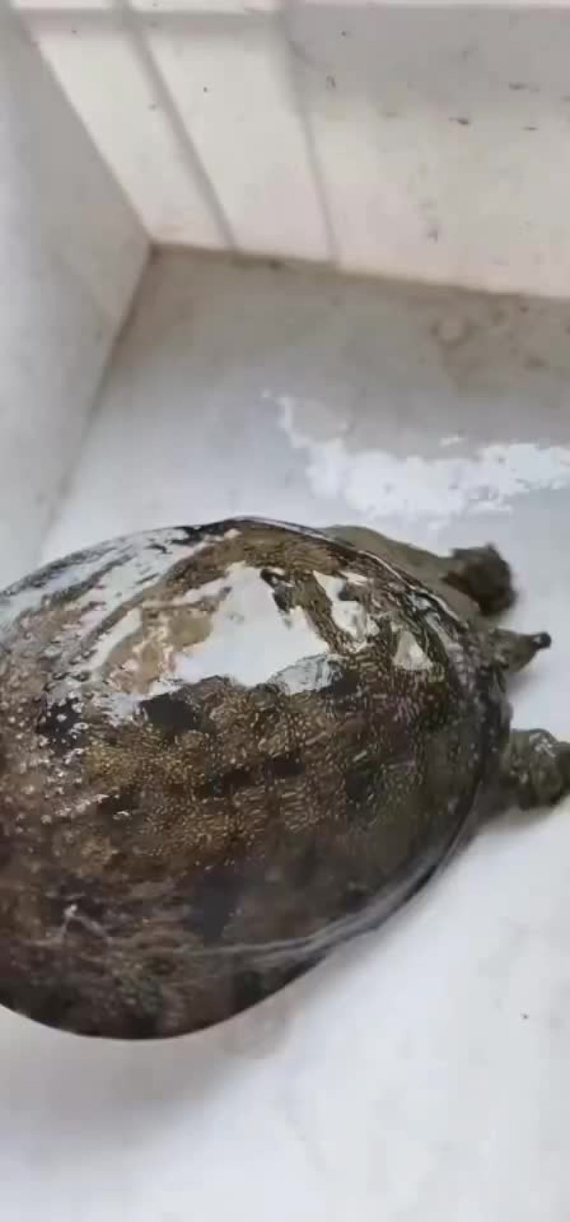 正宗嘢生甲鱼，黄花黑花，不嘢不要钱。。。。