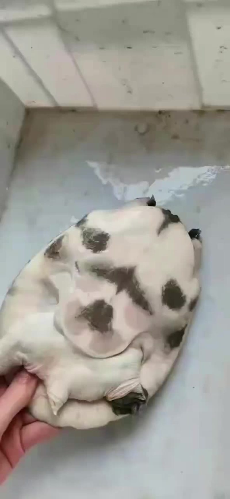 正宗嘢生甲鱼，黄花黑花，不嘢不要钱。。。。