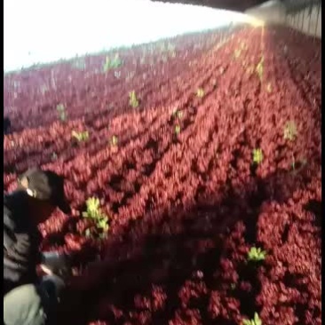 沈阳地产紫叶生菜(红叶生菜)