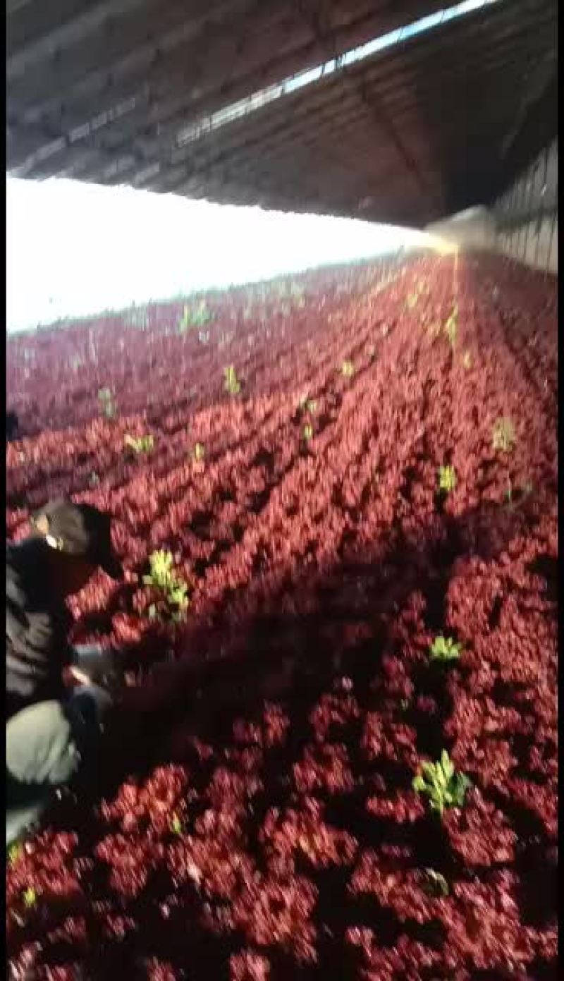沈阳地产紫叶生菜(红叶生菜)